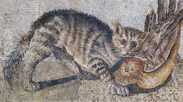 A mosaic of a cat in Pompeii. (Source) http://commons.wikimedia.org/wiki/File:Mosaic_cat_ducks_Massimo_Inv124137.jpg