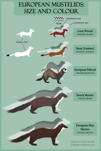 A chart which compares the sizes and coat patterns of European mustelids.