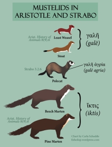Summary of Greek terms for mustelids in Aristotle and Strabo