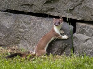 A Stoat. Photography by TomiTapio http://www.deviantart.com/art/Stoat-I-really-love-this-wall-86228605